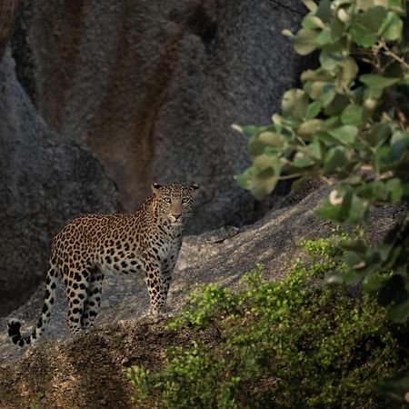 Jawai Leopard Villa Bijapur (Rajasthan) Exterior foto