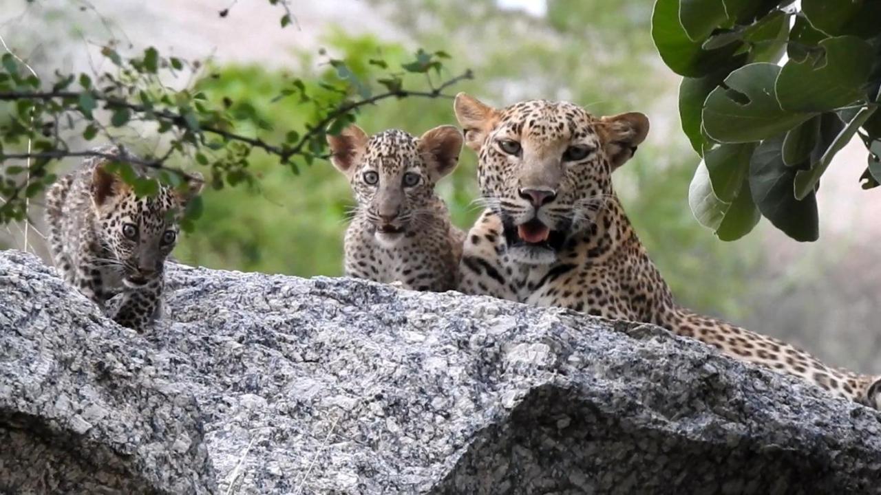 Jawai Leopard Villa Bijapur (Rajasthan) Exterior foto