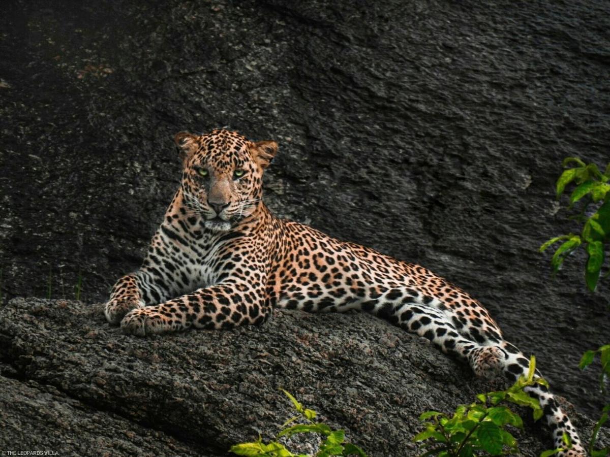 Jawai Leopard Villa Bijapur (Rajasthan) Exterior foto