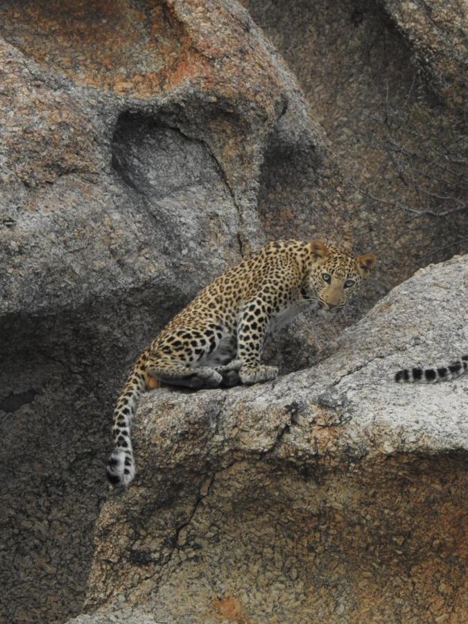 Jawai Leopard Villa Bijapur (Rajasthan) Exterior foto