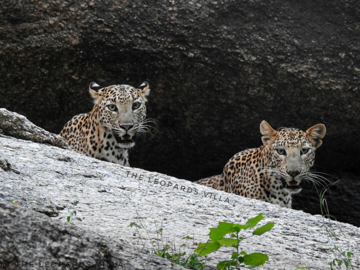Jawai Leopard Villa Bijapur (Rajasthan) Exterior foto