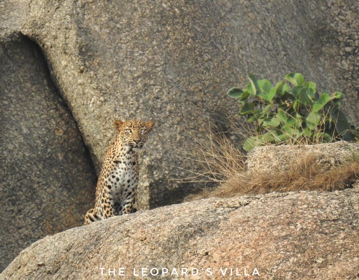 Jawai Leopard Villa Bijapur (Rajasthan) Exterior foto