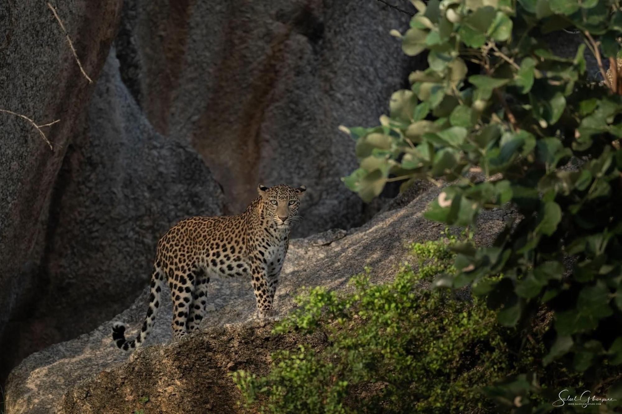 Jawai Leopard Villa Bijapur (Rajasthan) Exterior foto