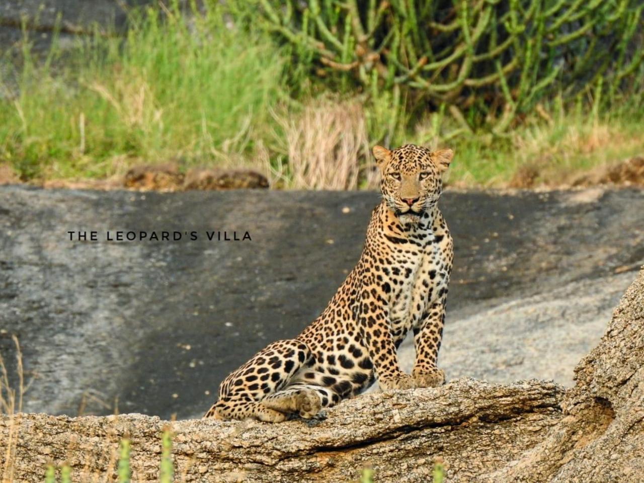 Jawai Leopard Villa Bijapur (Rajasthan) Exterior foto