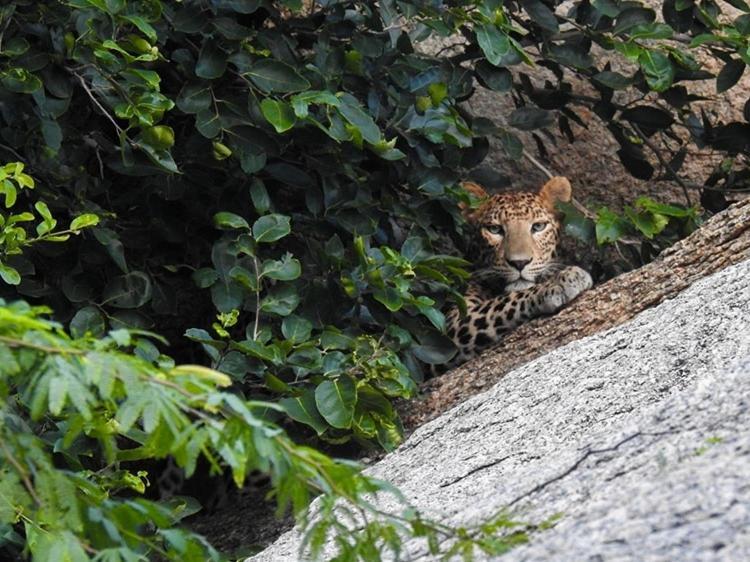 Jawai Leopard Villa Bijapur (Rajasthan) Exterior foto