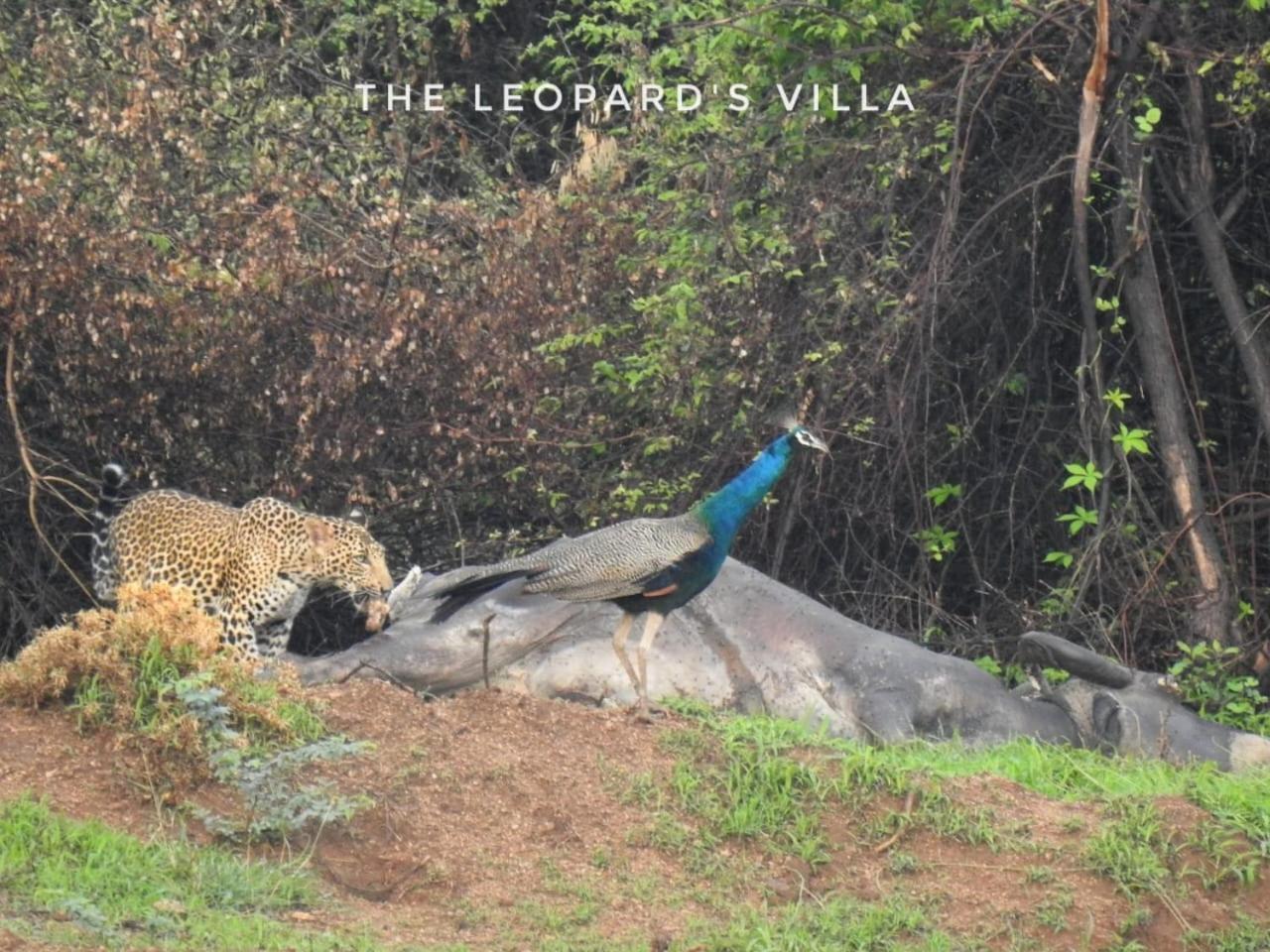 Jawai Leopard Villa Bijapur (Rajasthan) Exterior foto