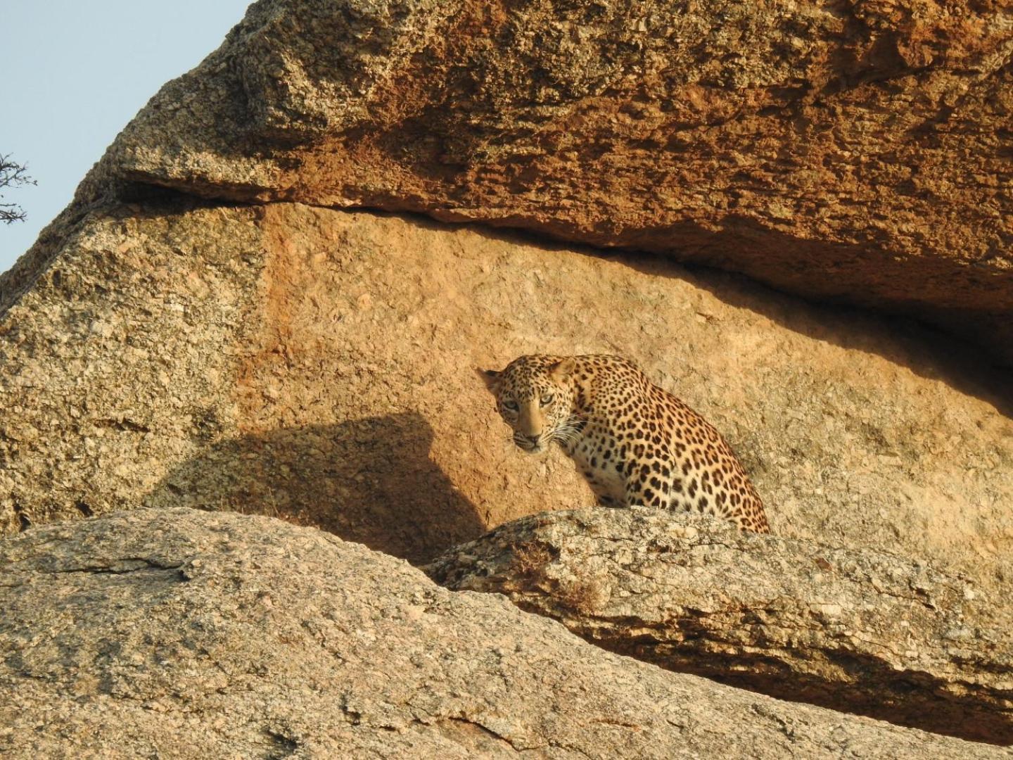 Jawai Leopard Villa Bijapur (Rajasthan) Exterior foto
